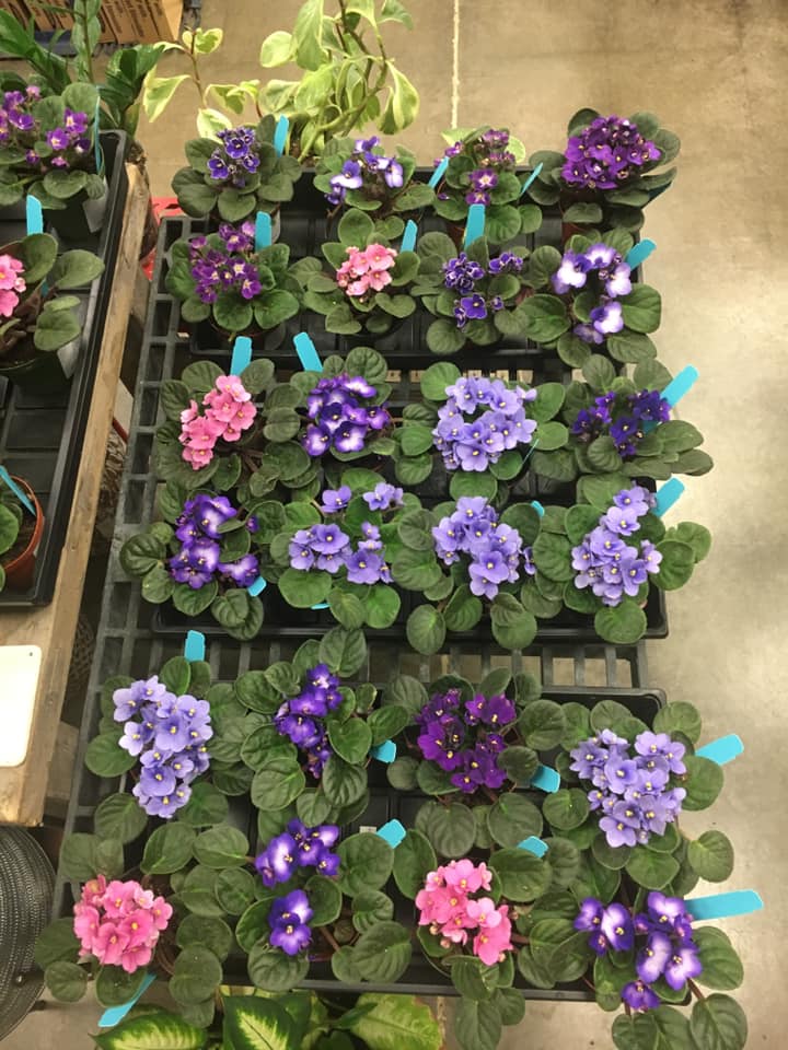 A bunch of purple and pink flowers on a shelf
