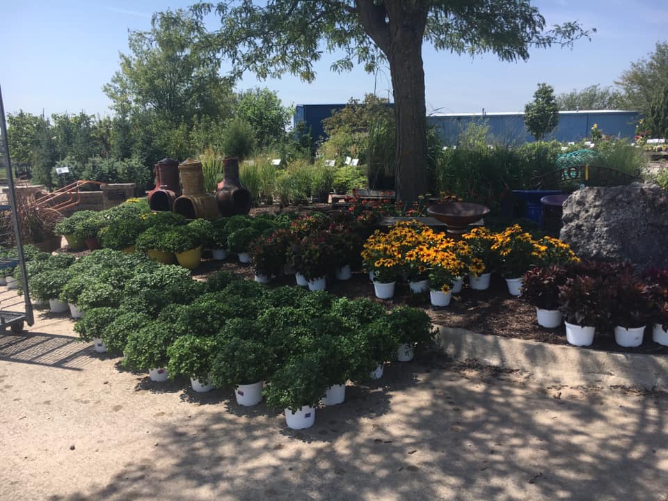 A bunch of potted plants are sitting under a tree