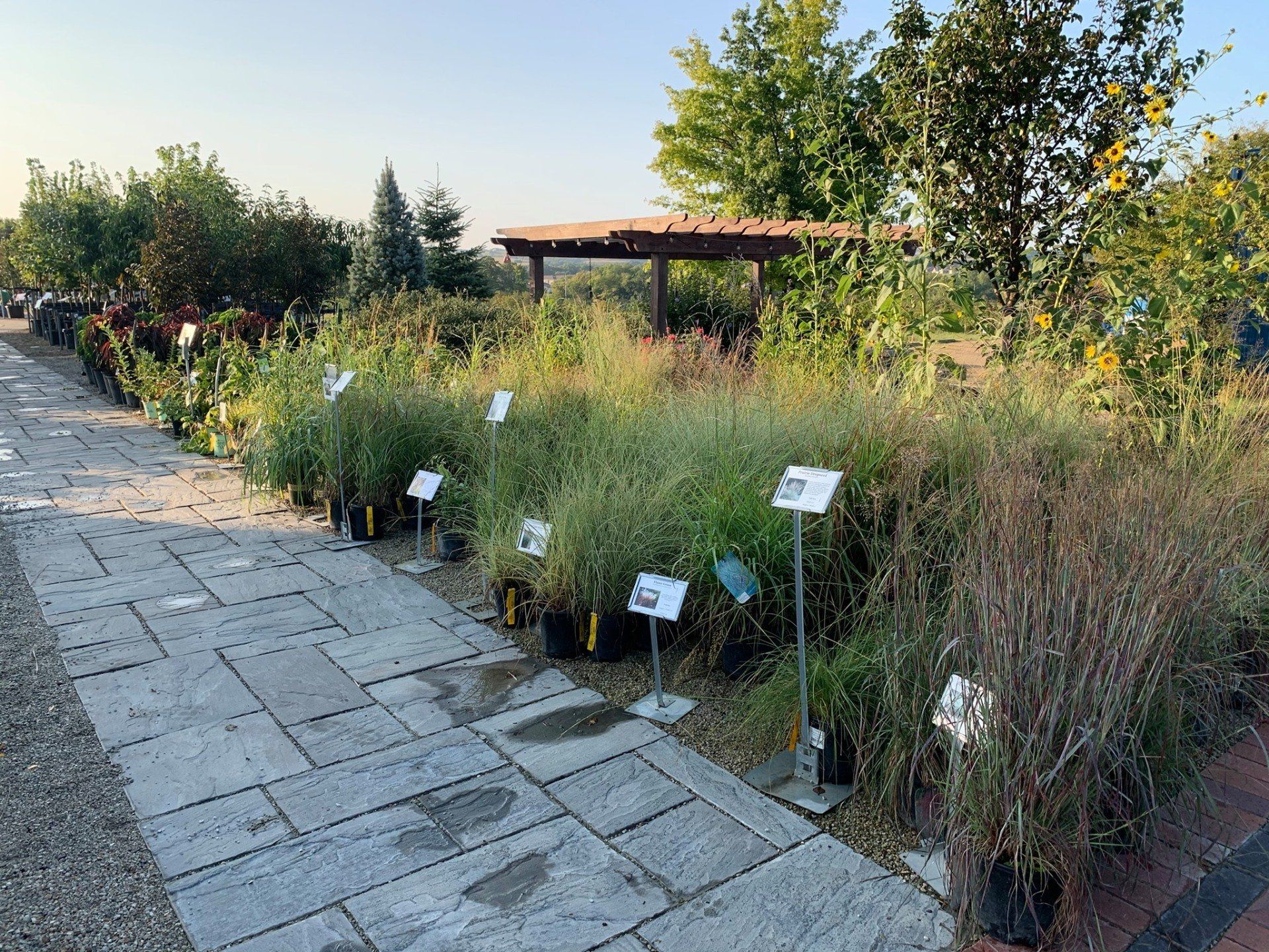 A row of potted plants are lined up on a sidewalk in a garden.