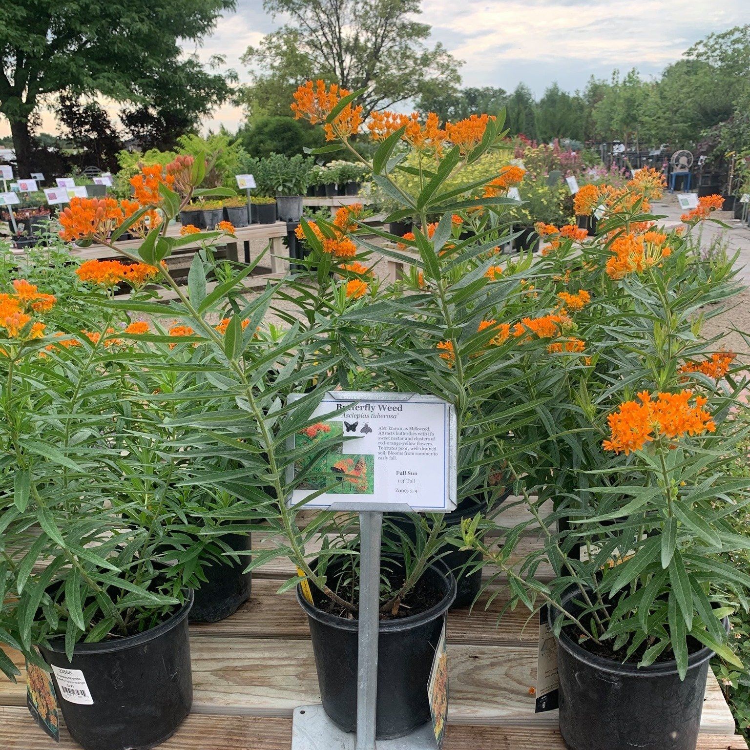 A bunch of potted plants with orange flowers are sitting on a wooden table.