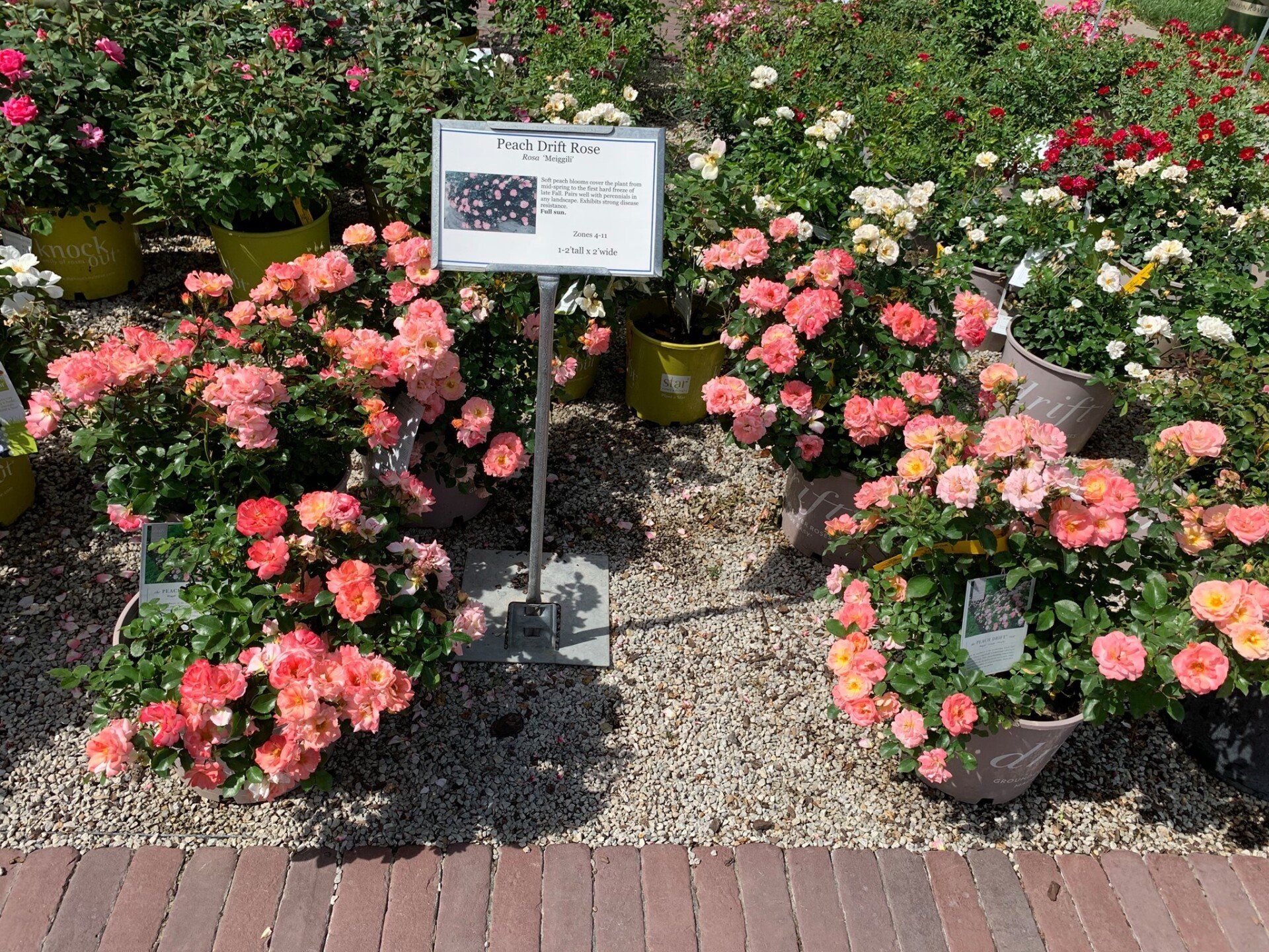 A bunch of potted flowers with a sign in the middle