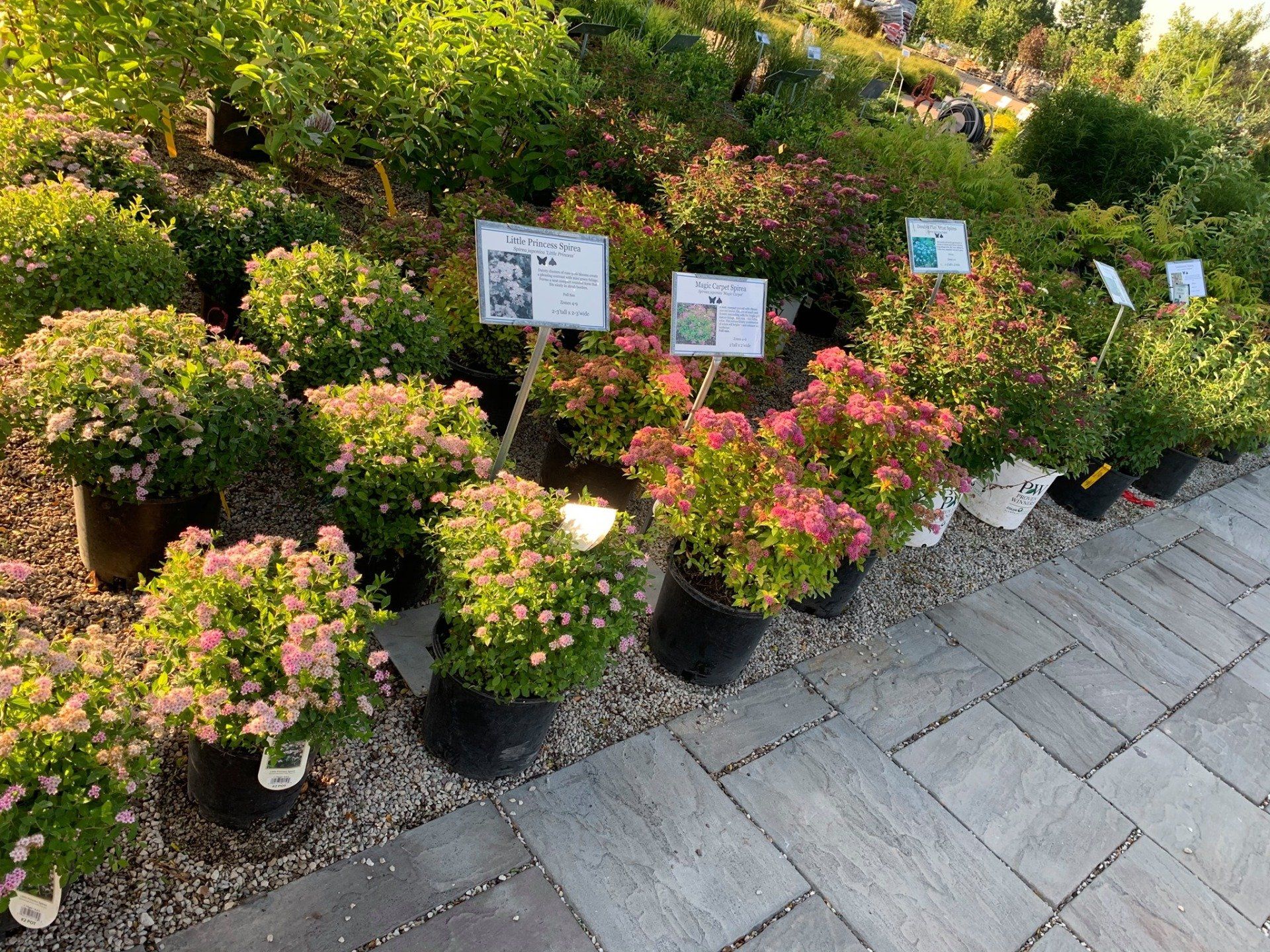 A bunch of potted plants are sitting on a sidewalk.