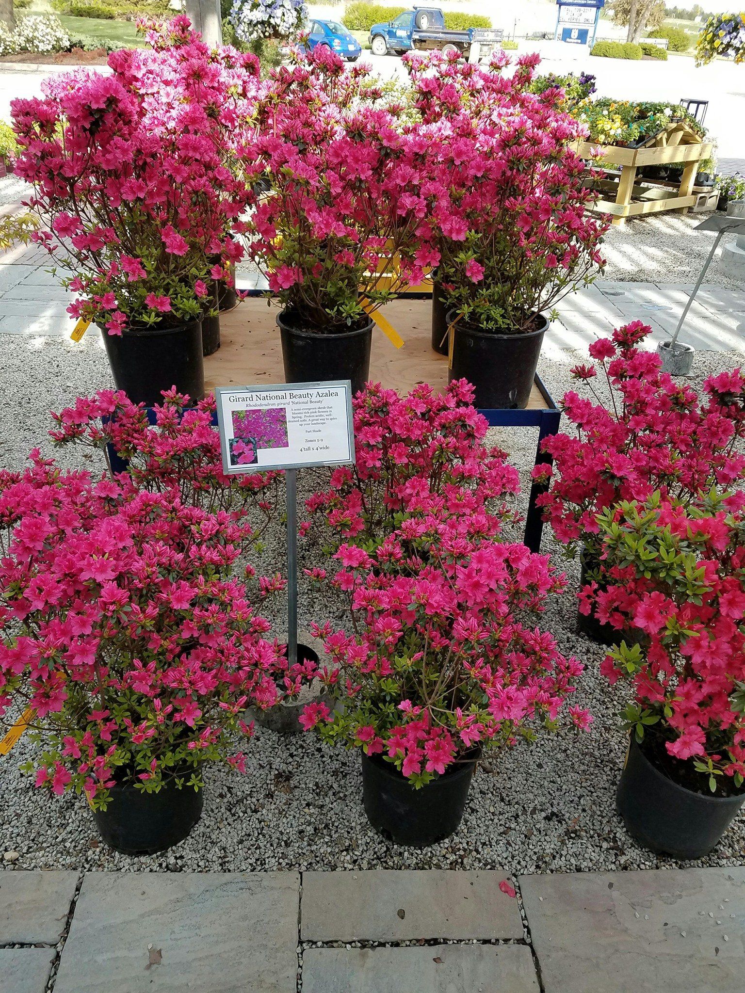 A bunch of pink flowers in pots on a table.