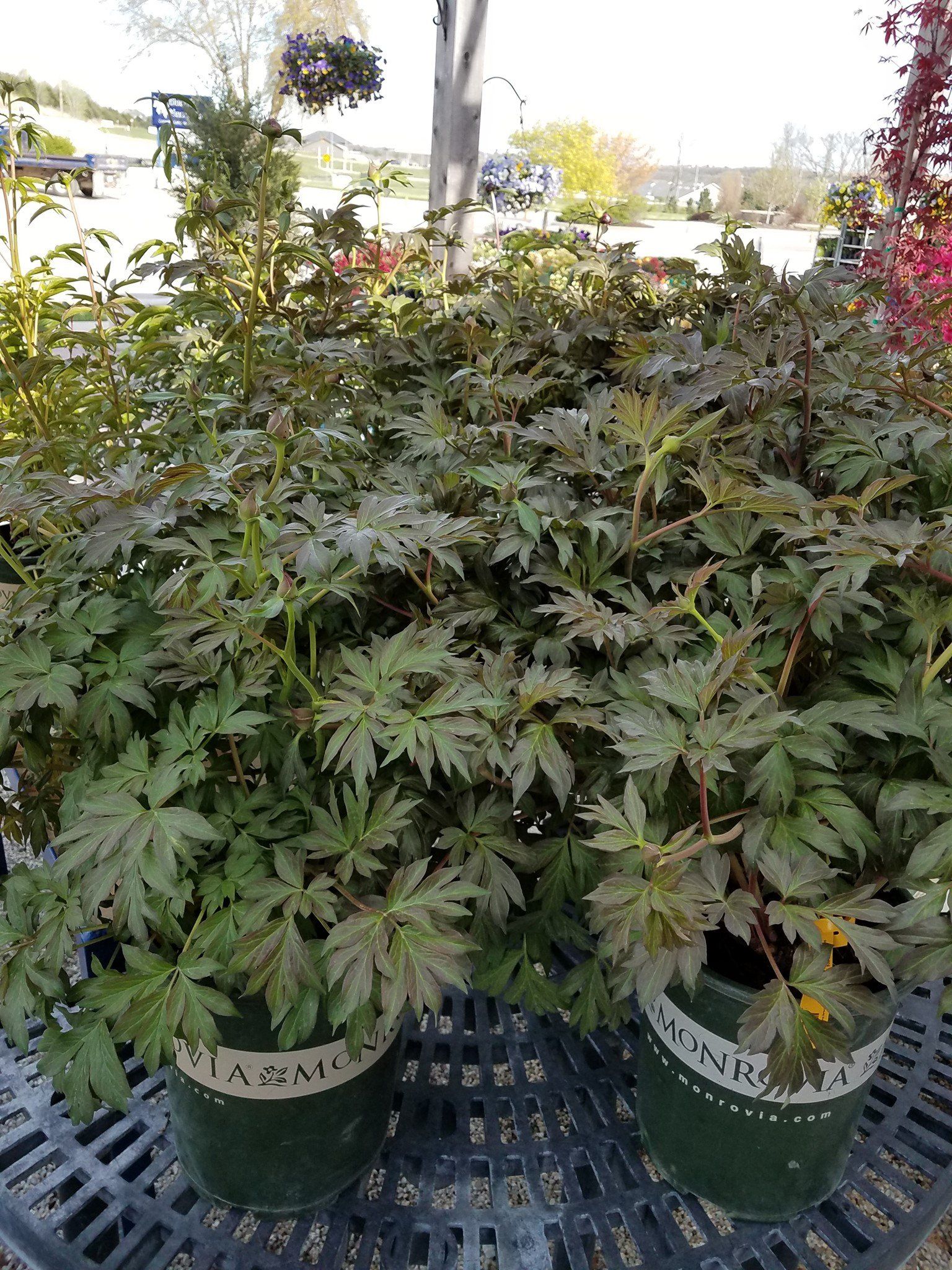 A bunch of potted plants are sitting on top of a table.