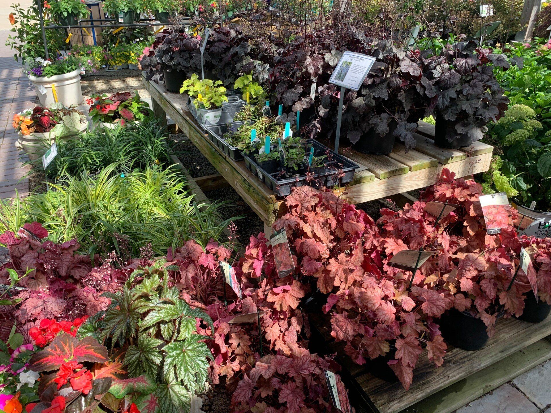 There are many different types of plants on the table.
