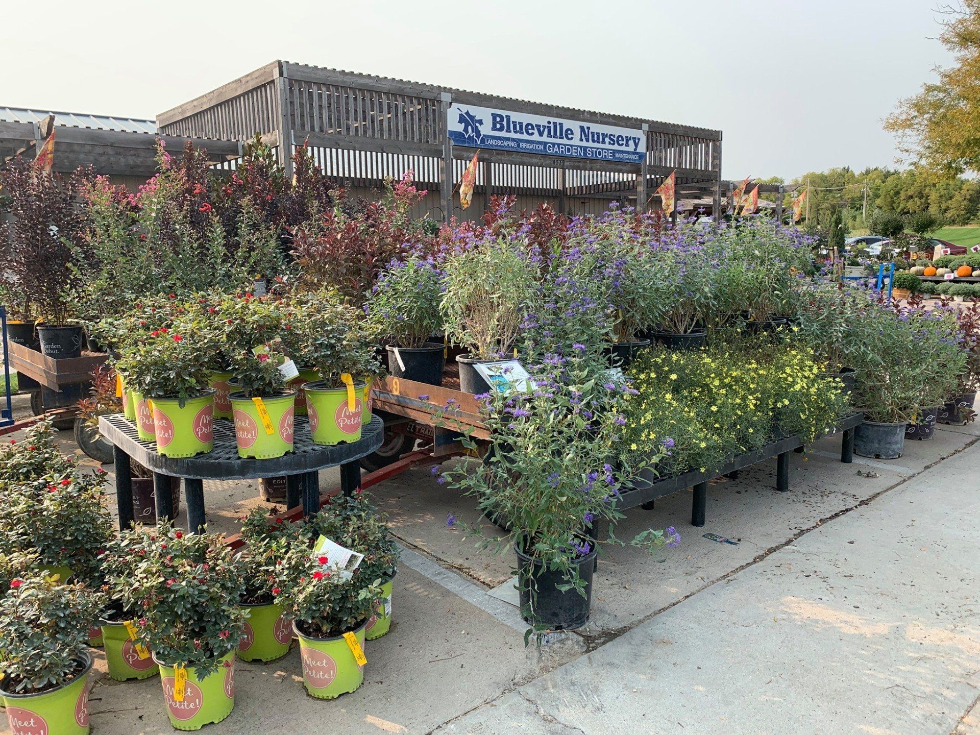 A bunch of potted plants are sitting on a sidewalk in front of a building.