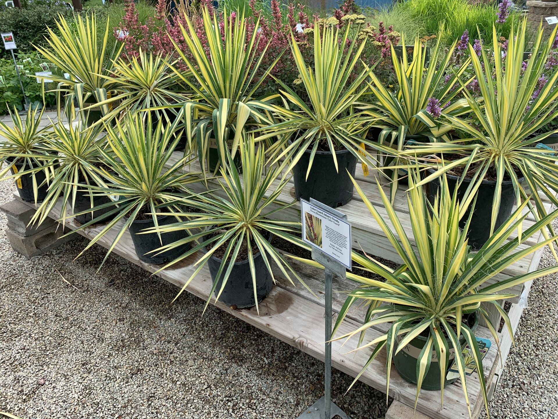 A bunch of potted plants are sitting on top of a wooden pallet.