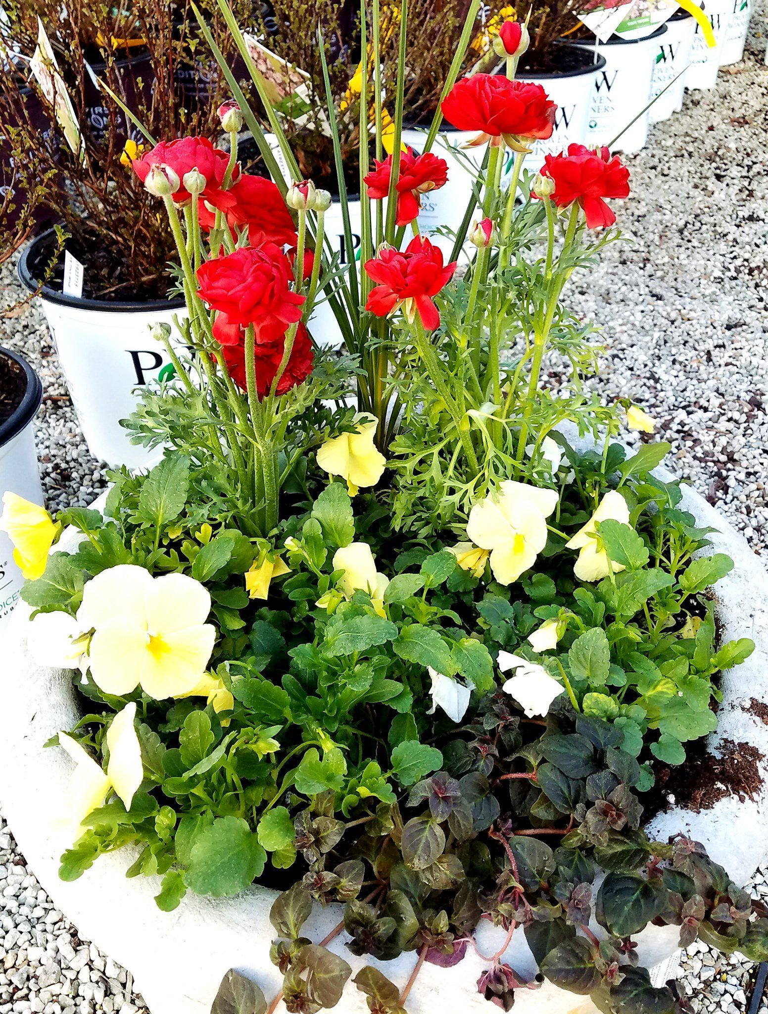 A potted plant with red and yellow flowers and green leaves.