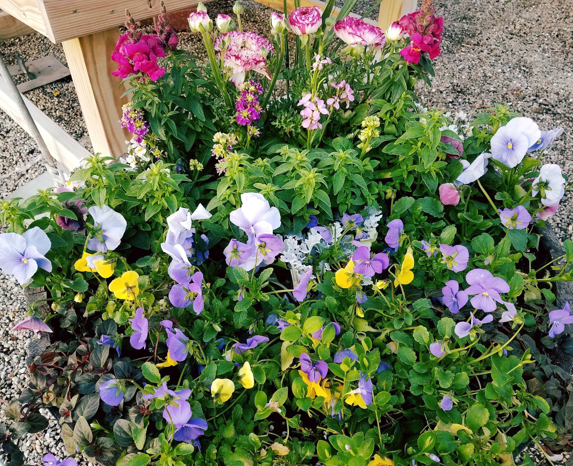 A bunch of flowers are growing in a garden