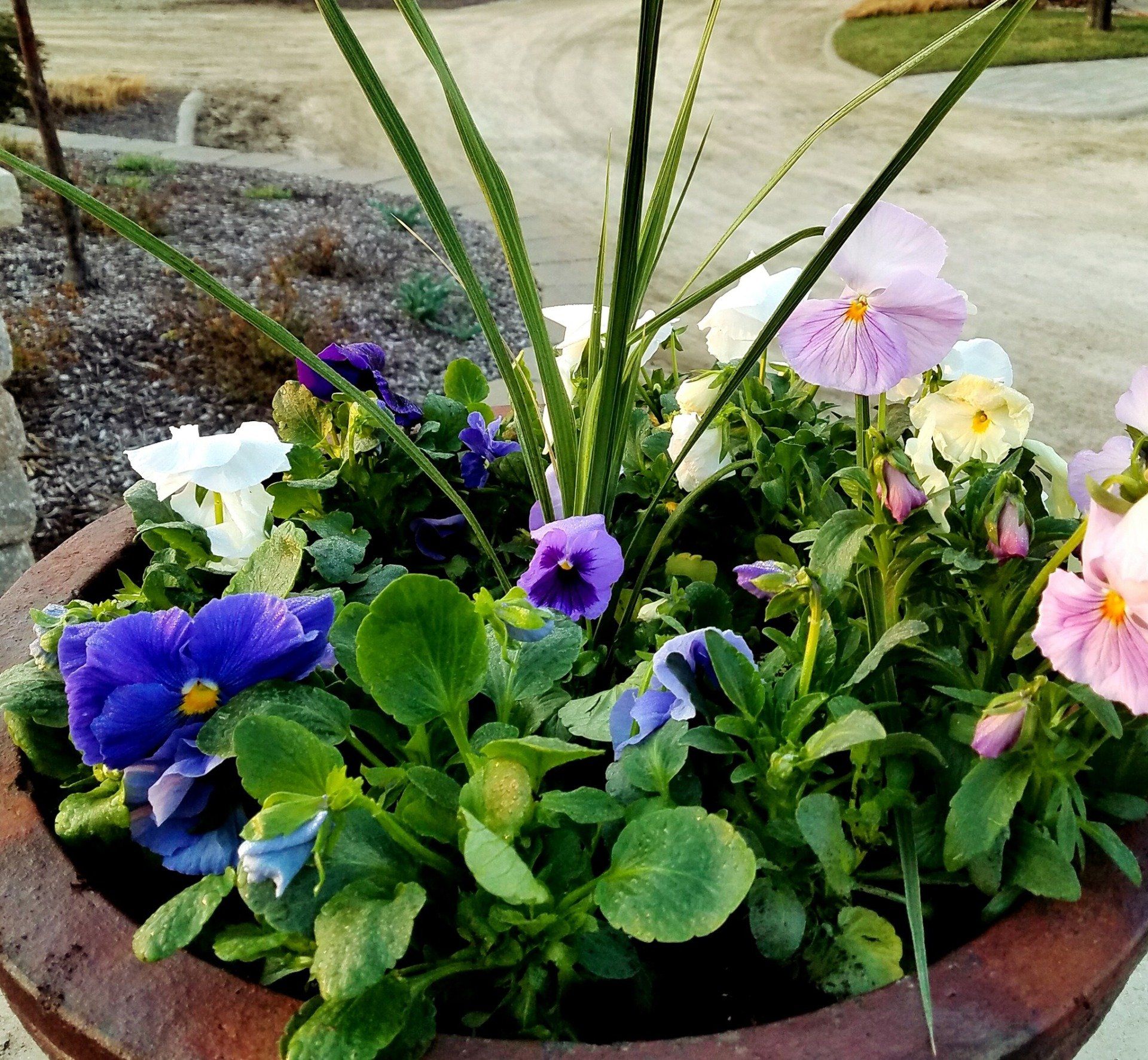 A potted plant with purple and pink flowers and green leaves