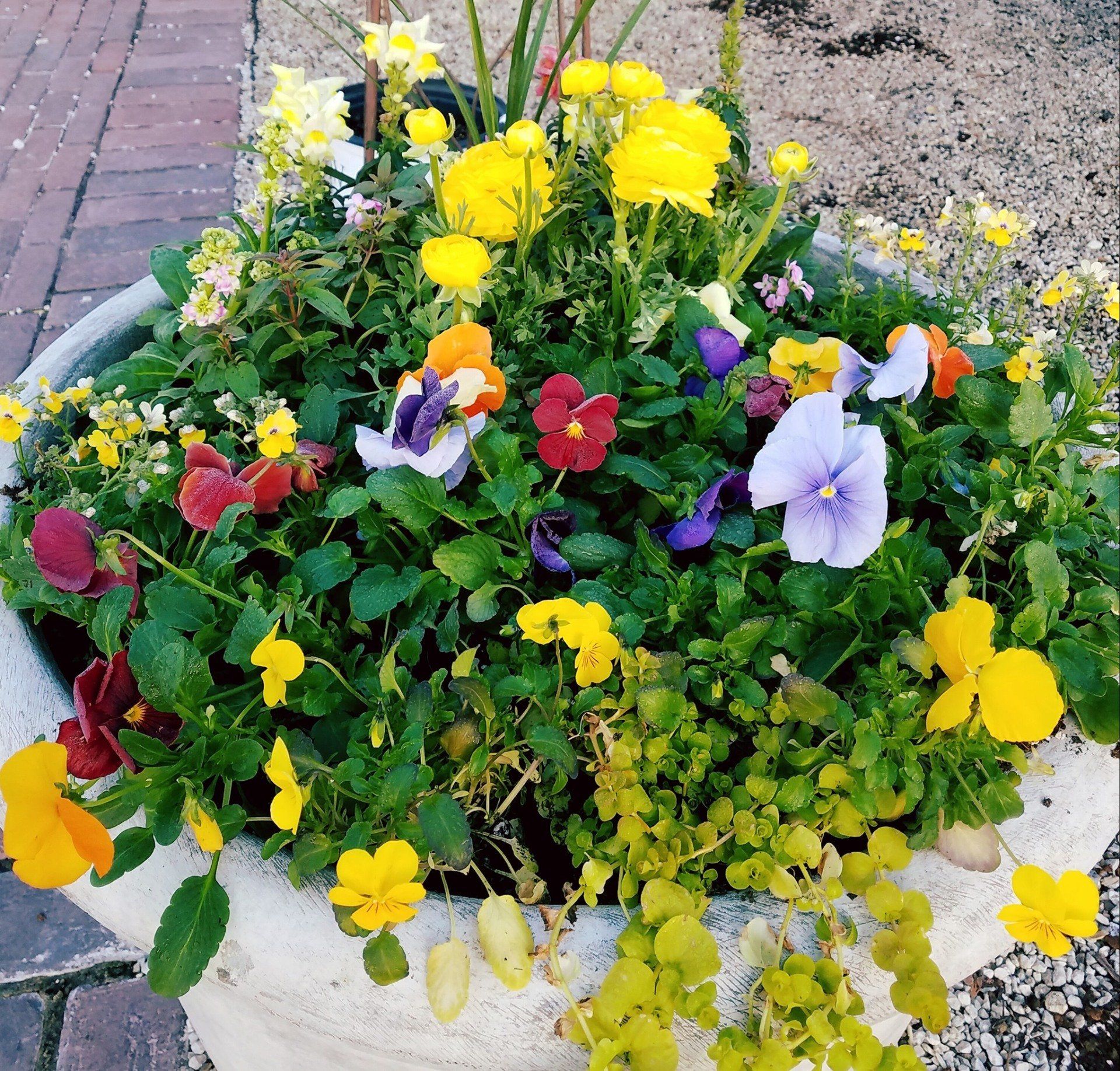 A potted plant filled with yellow and purple flowers