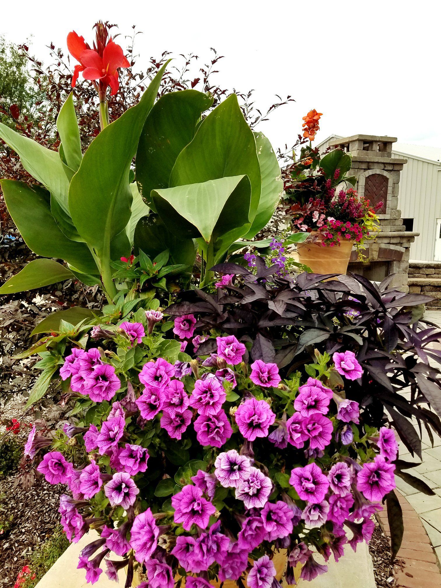 A potted plant filled with purple flowers and green leaves.