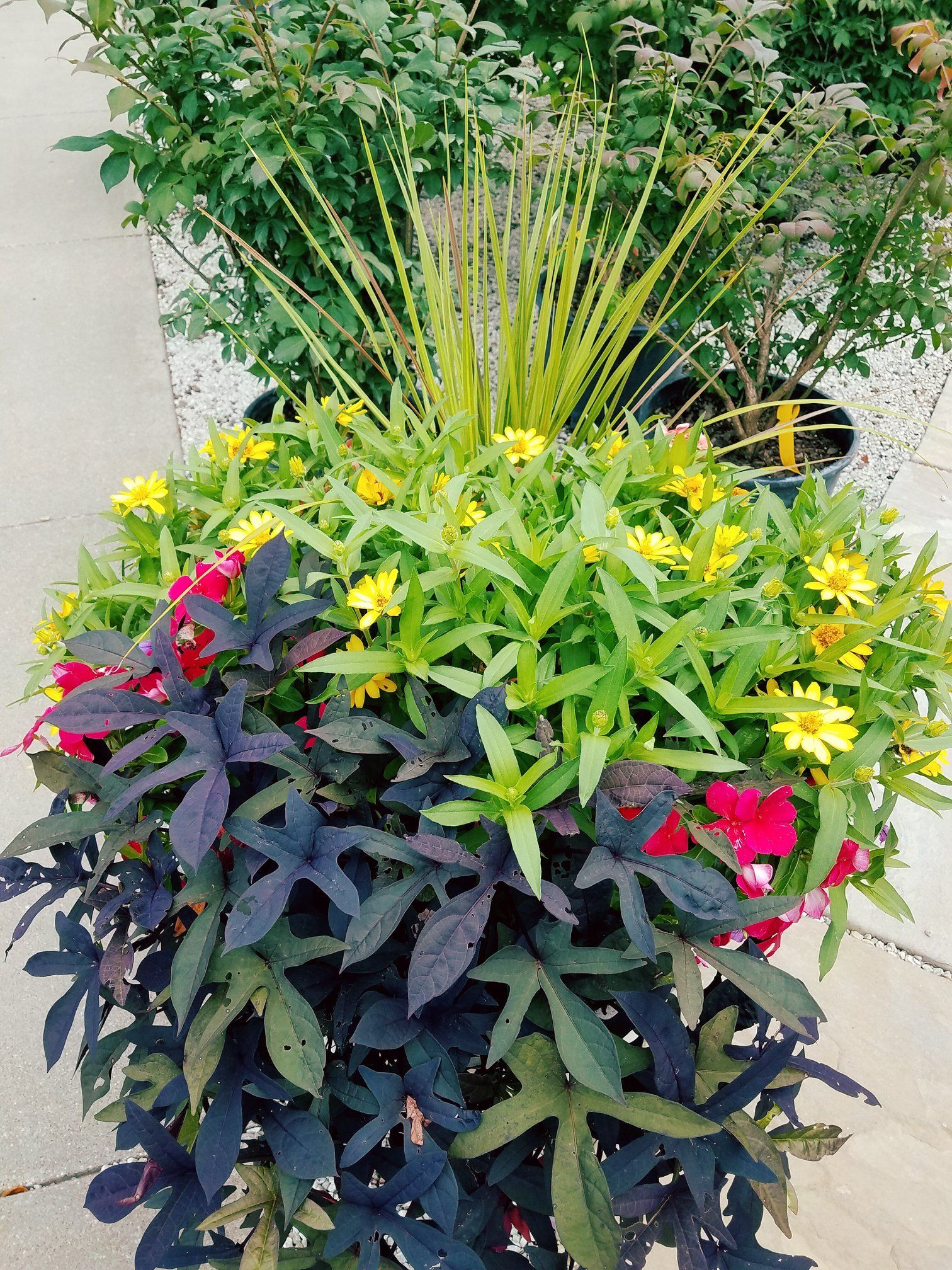 A potted plant with yellow flowers and purple leaves