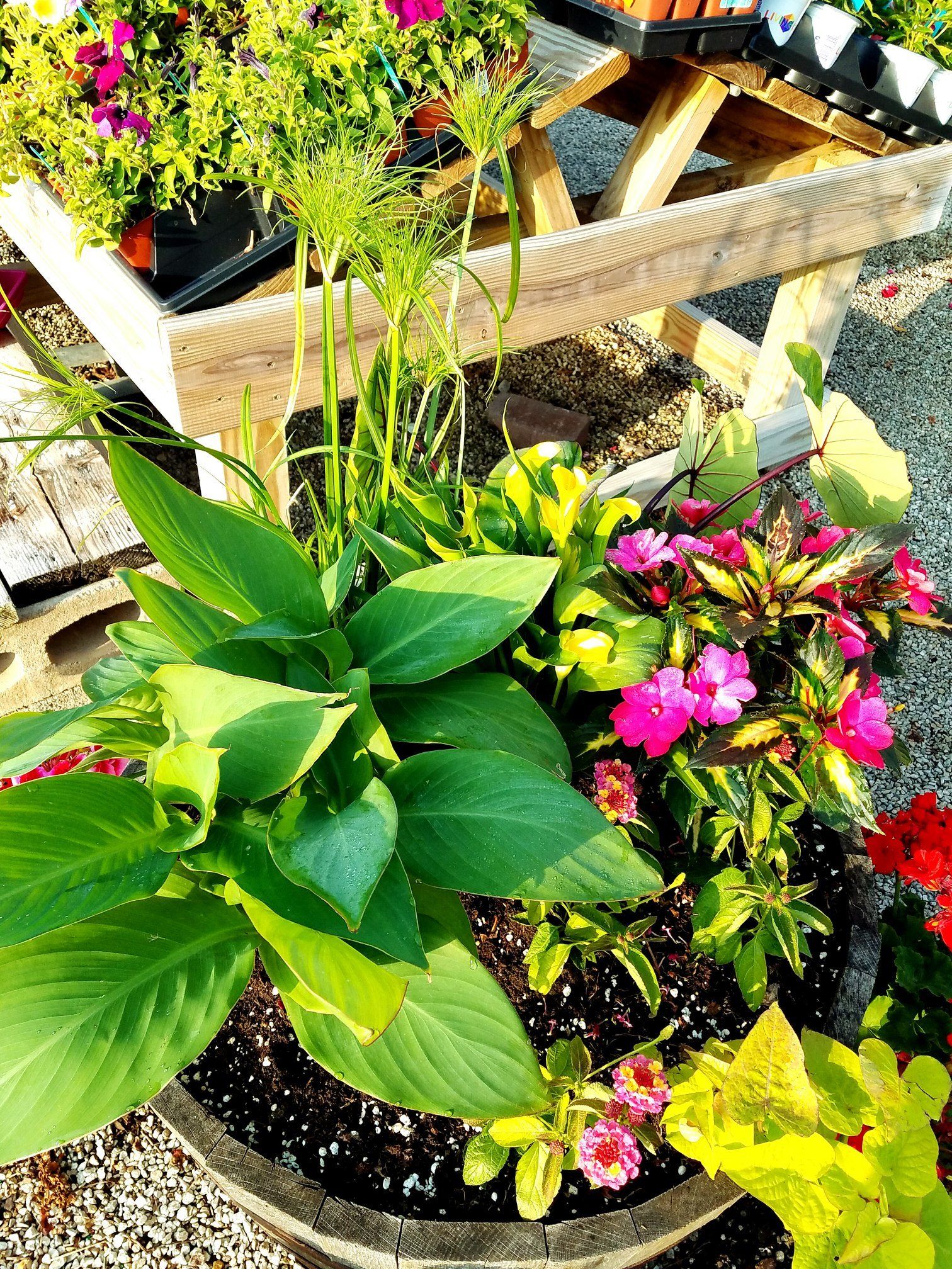 A potted plant with pink flowers and green leaves is sitting next to a picnic table.