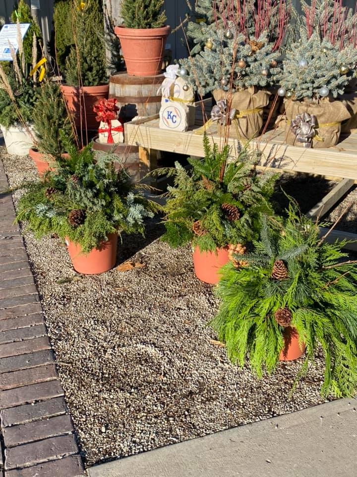 A bunch of potted plants are sitting on a sidewalk.
