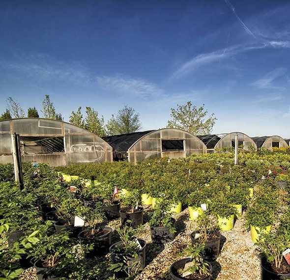 A greenhouse filled with lots of potted plants