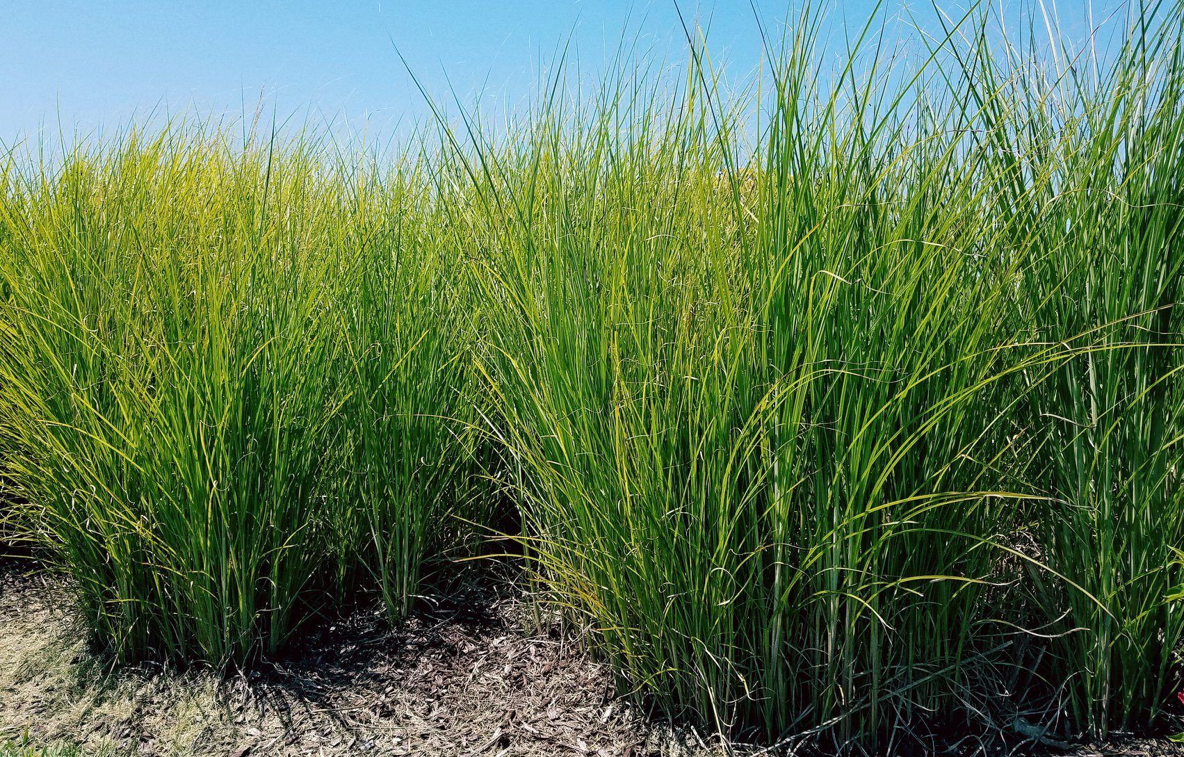 A field of tall grass with a blue sky in the background.