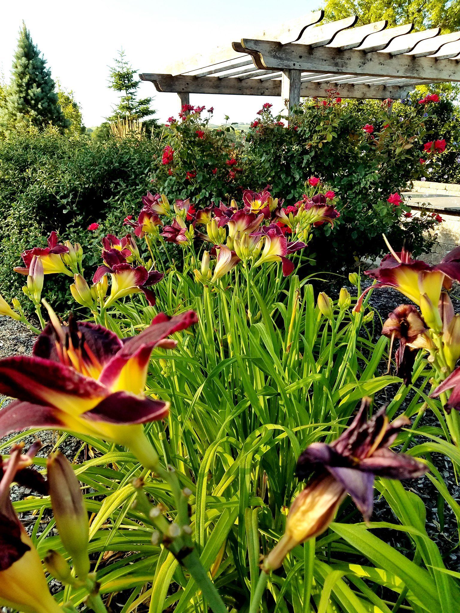 A garden with lots of flowers and a pergola in the background