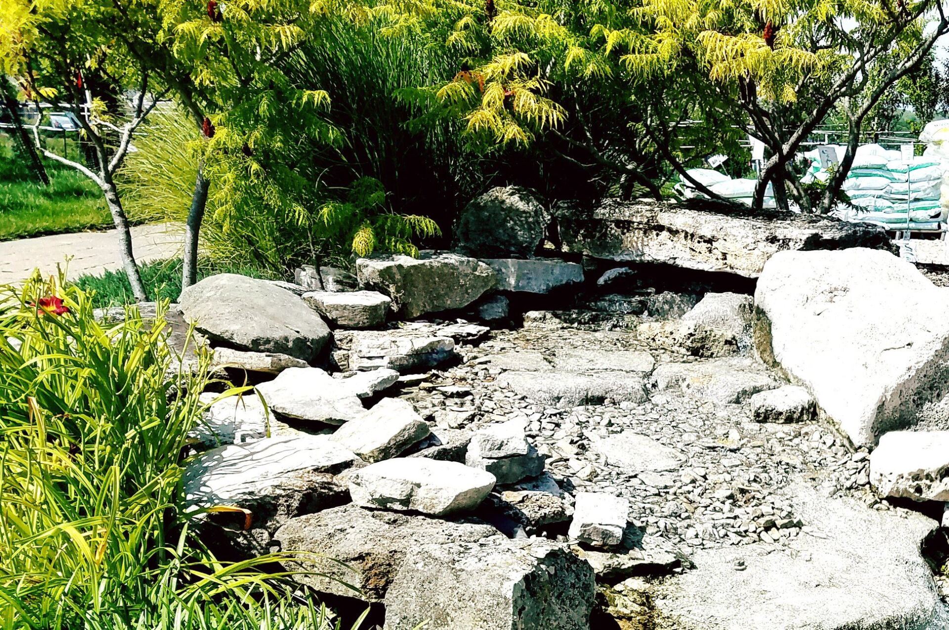 There are a lot of rocks and trees in the background.