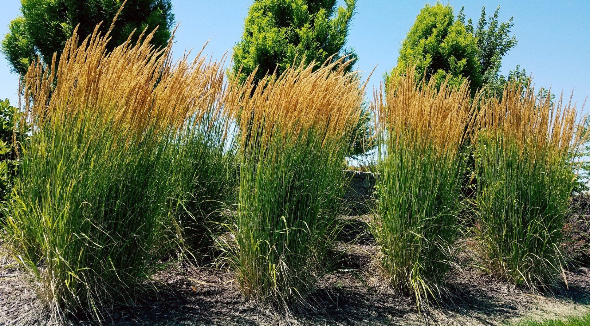 A row of tall grass growing in a garden with trees in the background.