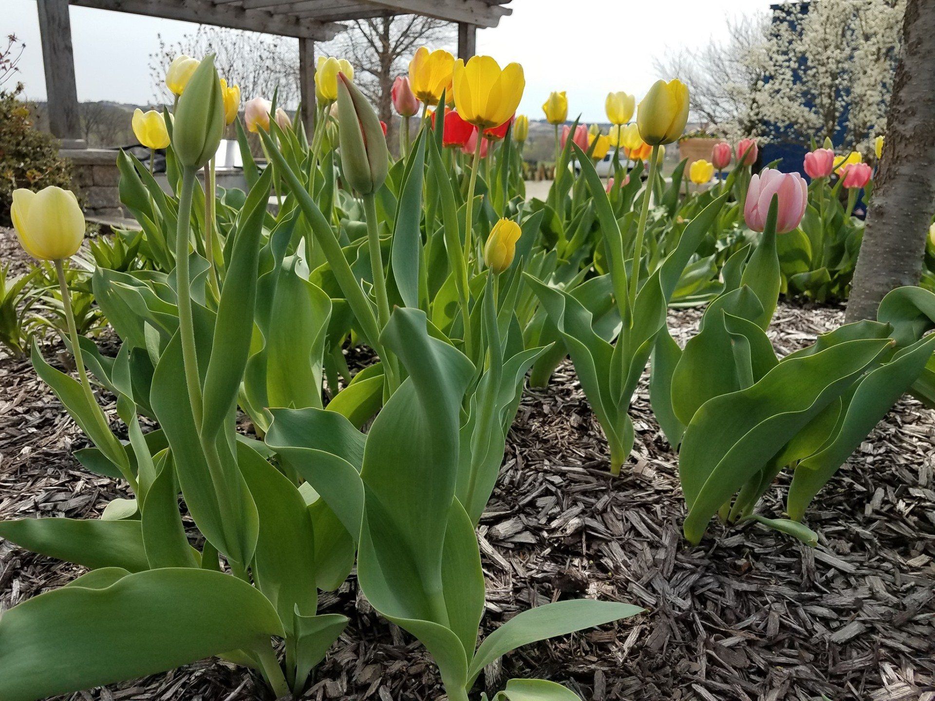 A bunch of flowers are growing in a garden