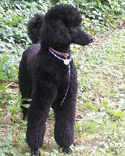 A black standard poodle with a groomed, puffy coat stands alert in a grassy, outdoor area, wearing a colorful collar.