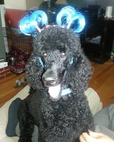 A black poodle with a happy expression wears blue hair curlers on its ears while sitting indoors.