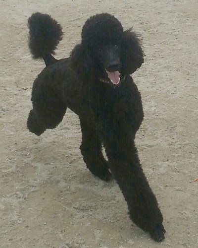 A happy black standard poodle running across a sandy surface.