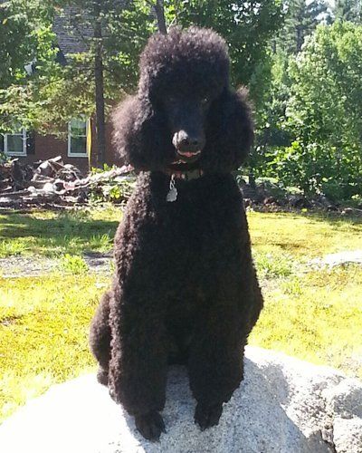 A black standard poodle sits on a large rock in a grassy, sunlit yard with trees in the background.