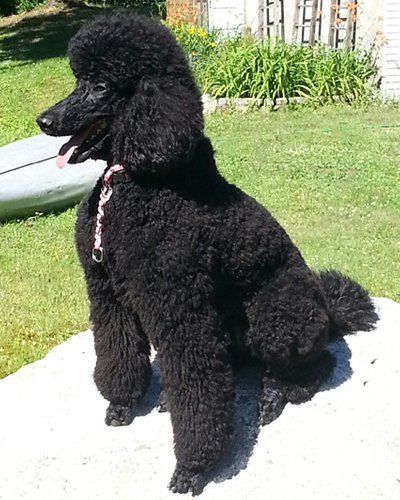 A black standard poodle with a curly coat sits on a concrete surface outdoors, wearing a pink collar and panting.