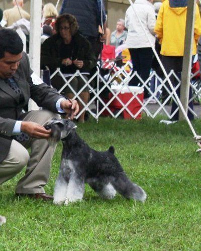 A handler kneels on grass, grooming a black and silver Miniature Schnauzer standing in a show pose.