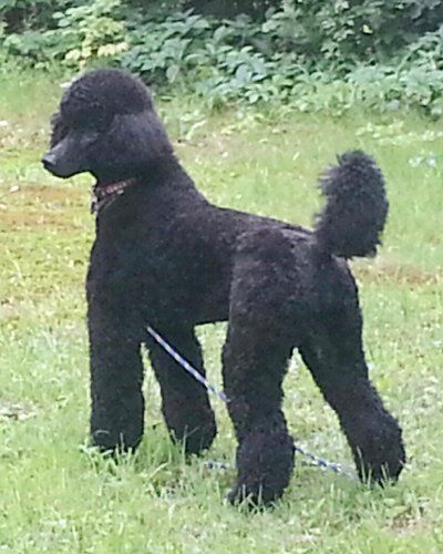 A black standard poodle with a groomed, curly coat stands on a grassy lawn while wearing a collar and leash.
