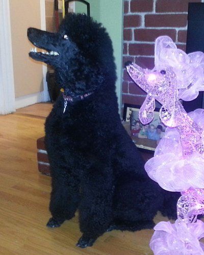 A black standard poodle sits in a home with hardwood floors, next to a lit, decorative pink floral lamp.