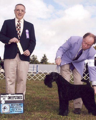 A judge and handler present a black Kerry Blue Terrier at a Best in Sweepstakes dog show on an outdoor grass field.