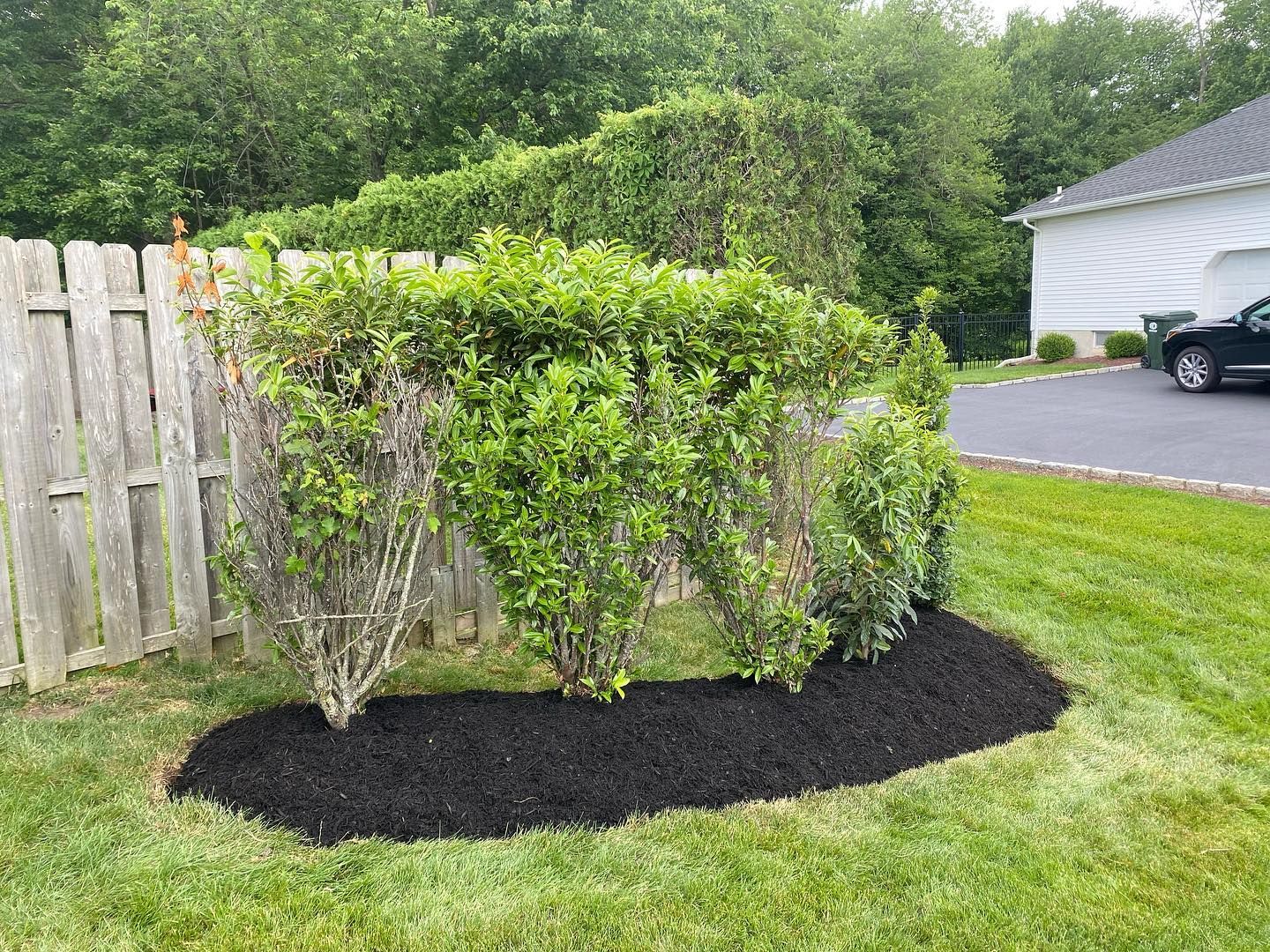A bush is growing next to a wooden fence in a yard.