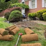 A bunch of rolls of turf are sitting on top of a lush green lawn in front of a house.
