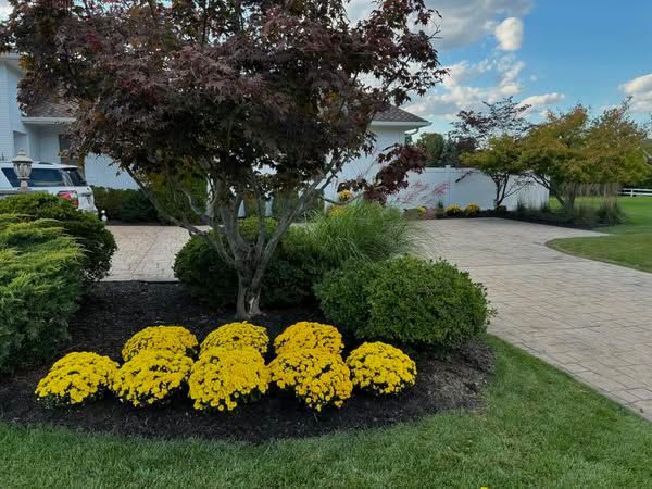 A row of yellow flowers in a garden in front of a house