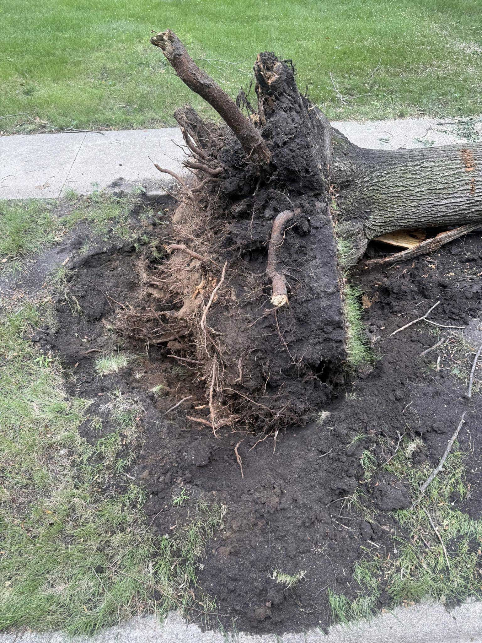 Uprooted tree with exposed roots on grass and sidewalk. Soil surrounds the uprooted base.
