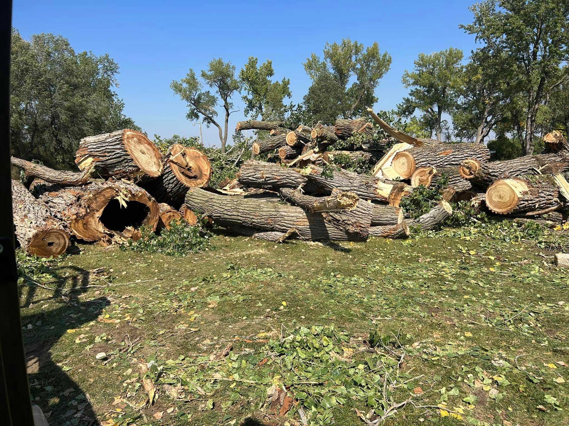 Logs piled on a grassy area, trees in the background, blue sky.