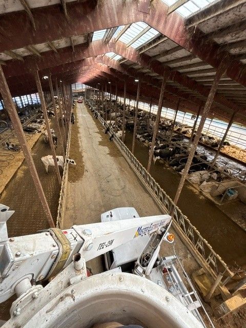 View from a tractor bucket inside a barn with rows of cattle along both sides of a muddy aisle