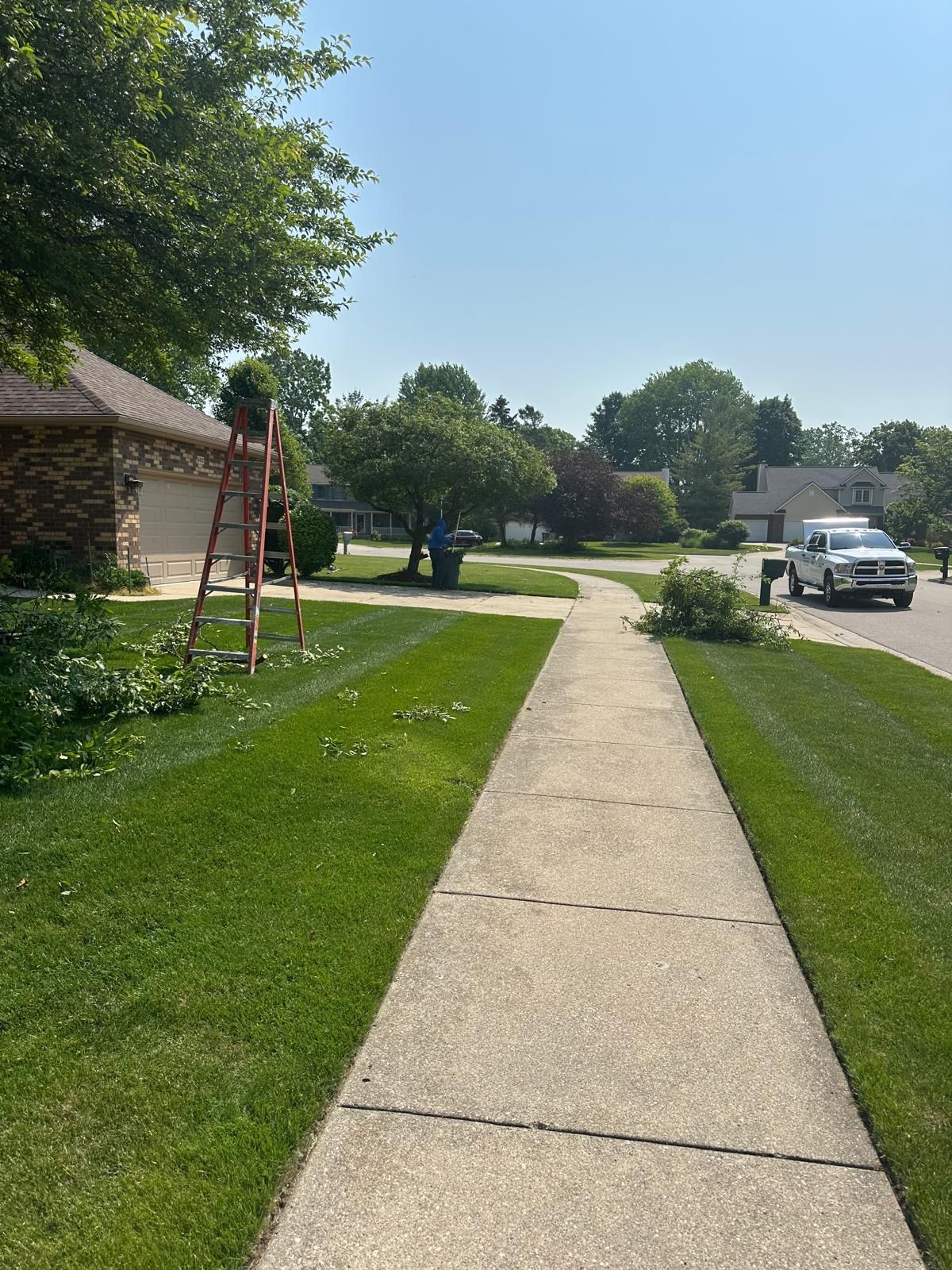 A sidewalk leads through a sunny suburban yard with a tall orange ladder parked next to a tree and a house.