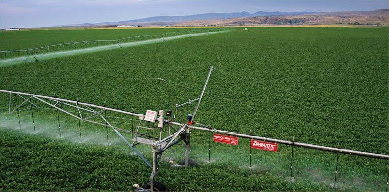 Irrigation system watering a vast green field of crops under a cloudy sky. 