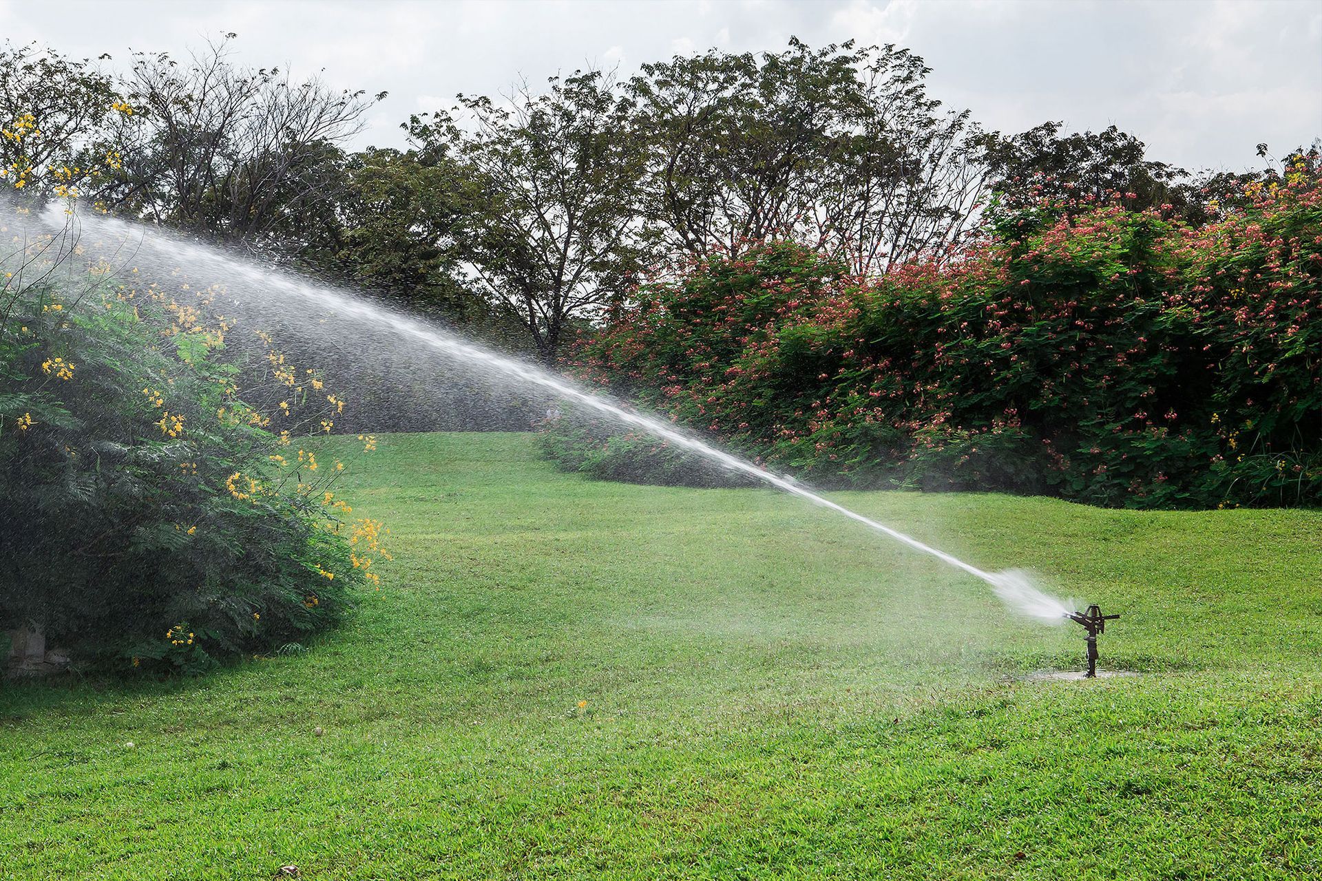 Sprinkler spraying water onto a green lawn, with bushes and trees in the background.