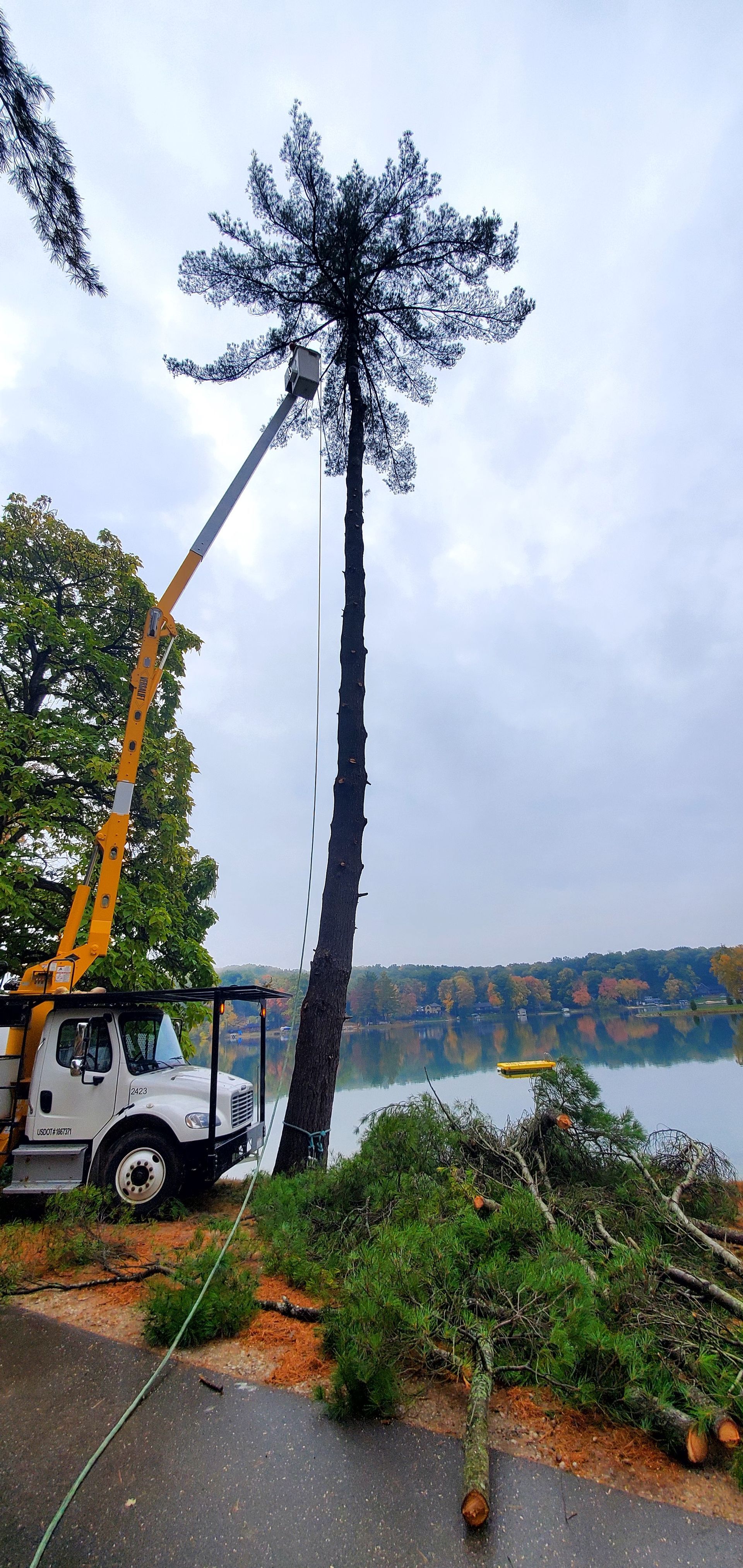 A crane is cutting down a pine tree next to a lake.
