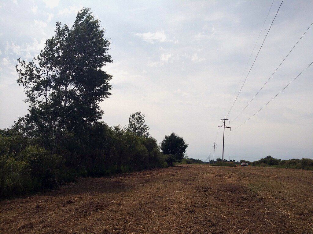 A field with trees and power lines in the background
