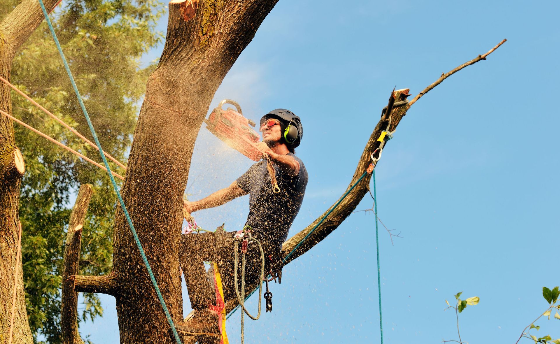 tree-removal-haddix-tree-service-loveland-oh