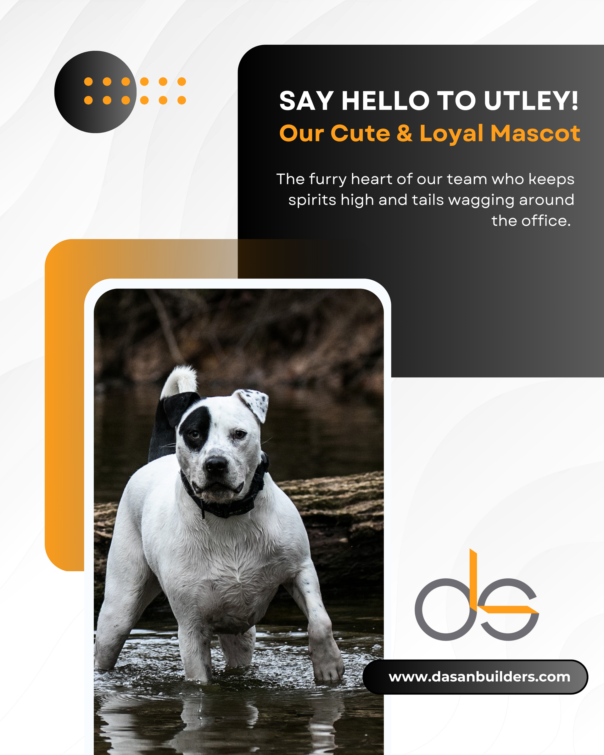 Utley, a white and black dog, wading in water; orange and black graphic announcing