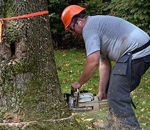 Tree cutters deals experts