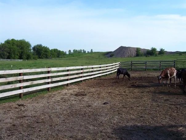 Cows grazing in a dirt pen, with a wooden fence and green field background under a blue sky.