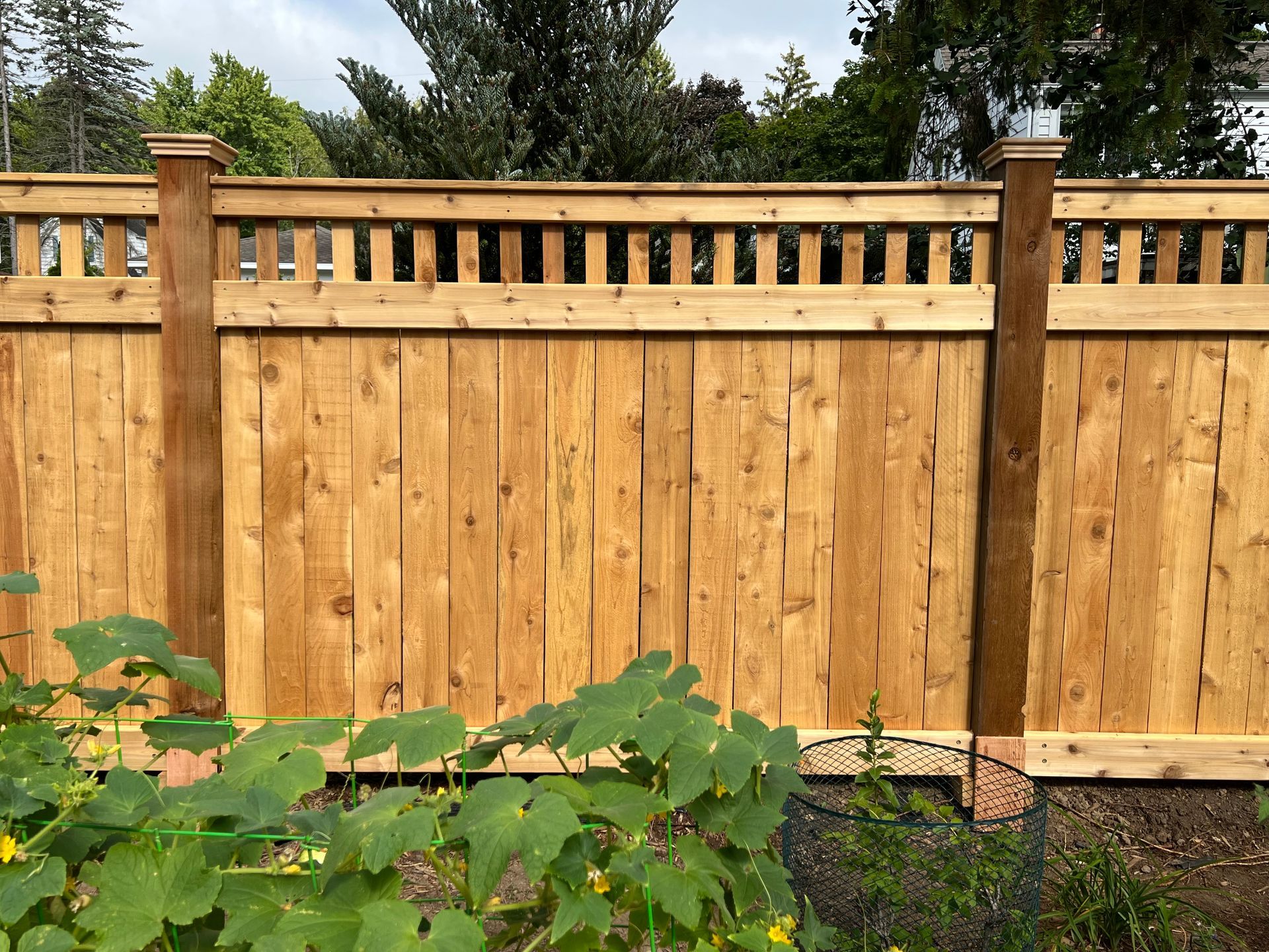 Wooden fence with lattice top and climbing green plants in front.